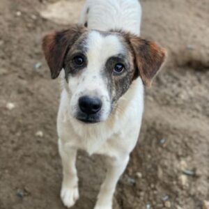 Blesso – geb. ca. 01/2025 – 48565 Steinfurt