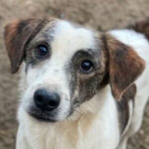 Blesso – geb. ca. 01/2025 – 48565 Steinfurt