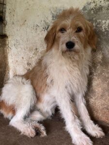 Damian – geb. ca. 01/2023