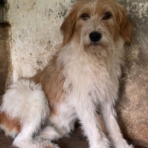 Damian – geb. ca. 01/2023