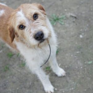 Damian – geb. ca. 01/2023