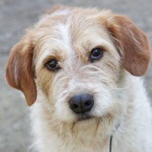 Damian – geb. ca. 01/2023