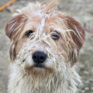 Damian – geb. ca. 01/2023