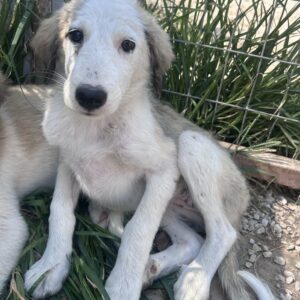 Daxi – geb. ca. 04/2025