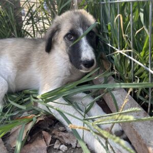 Dinka – geb. ca. 04/2025
