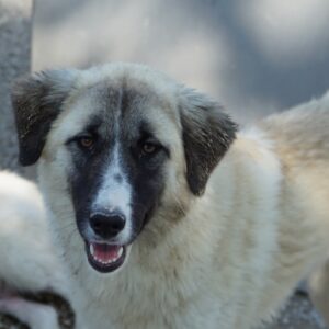 Dinka – geb. ca. 04/2025