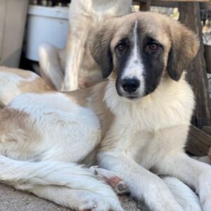 Dinka – geb. ca. 04/2025