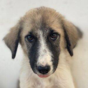 Dinka – geb. ca. 04/2025