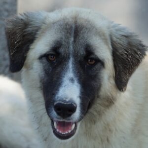 Dinka – geb. ca. 04/2025