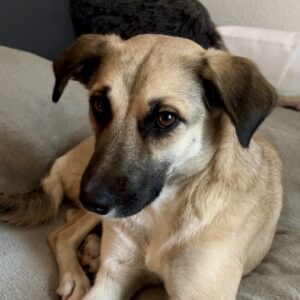 Fary – geb. ca. 02/2024 – 58332 Schwelm