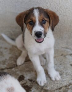 Florin – geb. ca. 05/2025