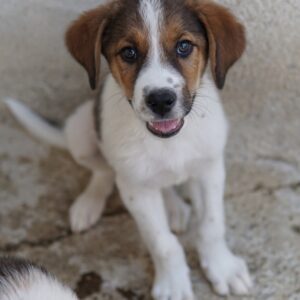 Florin – geb. ca. 05/2025