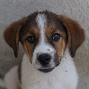 Florin – geb. ca. 05/2025