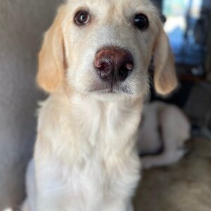 Garetto – geb. ca. 04/2025