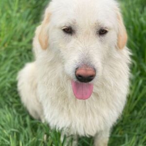 Garetto – geb. ca. 04/2025