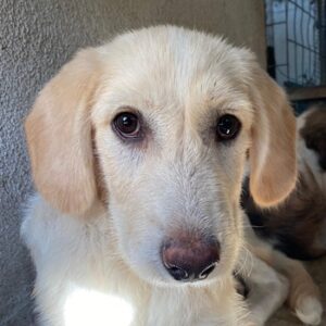 Garetto – geb. ca. 04/2025