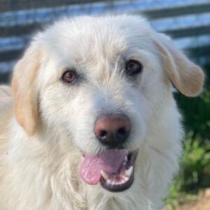 Garetto – geb. ca. 04/2025