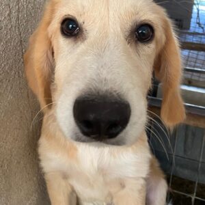 Gipsy – geb. ca. 04/2025