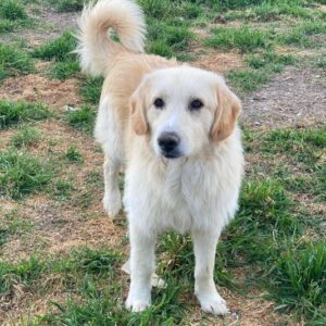 Gipsy – geb. ca. 04/2025