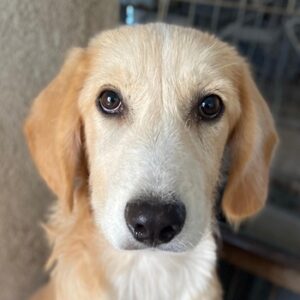 Gipsy – geb. ca. 04/2025