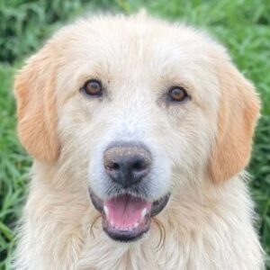 Gipsy – geb. ca. 04/2025