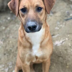 Hunter – geb. ca. 02/2025