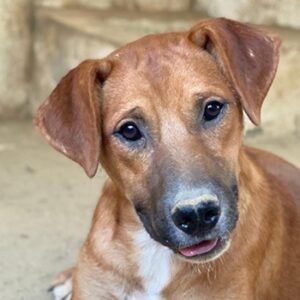 Hunter – geb. ca. 02/2025