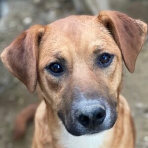 Hunter – geb. ca. 02/2025