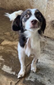 Ilda – geb. ca. 02/2024