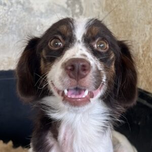 Ilda – geb. ca. 02/2024