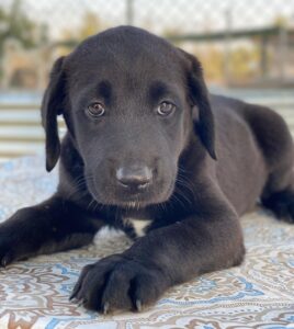 Jasmina – geb. ca. 05/2025
