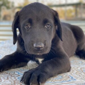 Jasmina – geb. ca. 05/2025