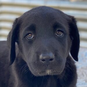 Jasmina – geb. ca. 05/2025