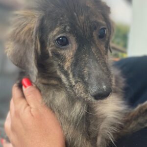 Kaya – geb. ca. 05/2025