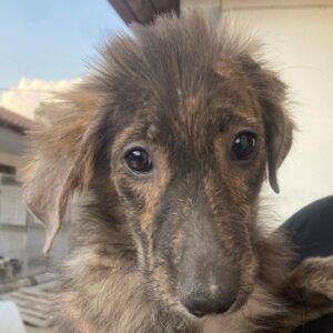 Kaya – geb. ca. 05/2025
