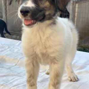 Ludmilla – geb. ca. 05/2025