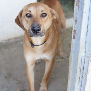 Luke – geb. ca. 02/2025