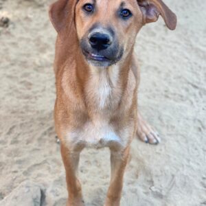 Luke – geb. ca. 02/2025