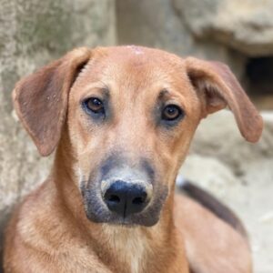 Luke – geb. ca. 02/2025