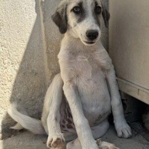 Maliya – geb. ca. 04/2025