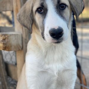 Manella – geb. ca. 04/2025