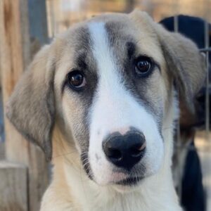 Manella – geb. ca. 04/2025