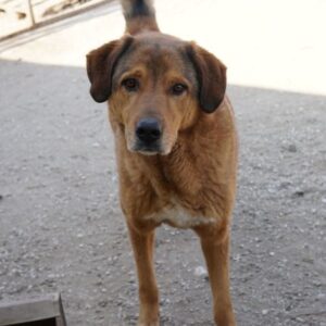 Mikosch – geb. ca. 01/2024