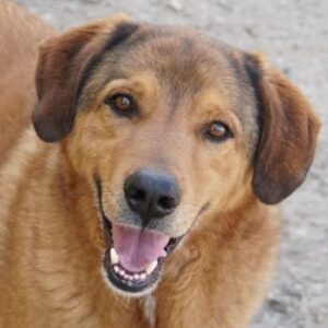 Mikosch – geb. ca. 01/2024