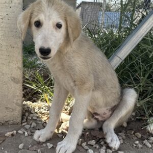 Navid – geb. ca. 04/2025