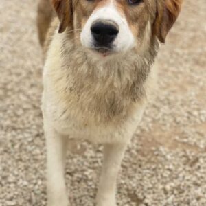 Niva – geb. ca. 05/2025