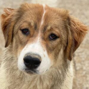 Niva – geb. ca. 05/2025