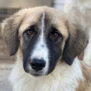 Dinka – geb. ca. 04/2025