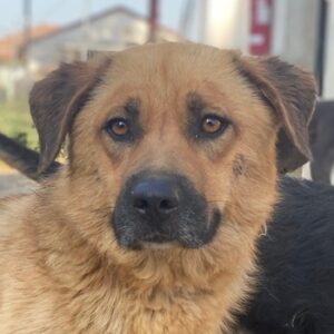 Tavina – geb. ca. 08/2024