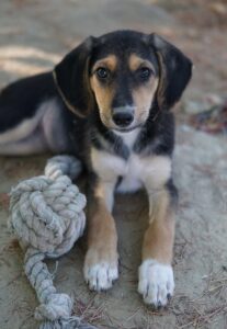 Cutie – geb. ca. 06/2025 – reserviert
